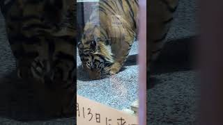 東山動植物園 床をペロペロ舐めるアオくん(sumatran tiger)