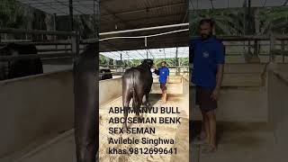 ABHIMANYU BULL ABC SEMAN BENK SEX SEMAN Avileble Singhwa khas 9812699641