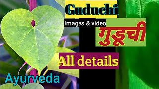 Medicinal plant guduchi |guduchi |Tinospora cordifolia| गुडूची|amrutavallala| dravyaguna drug