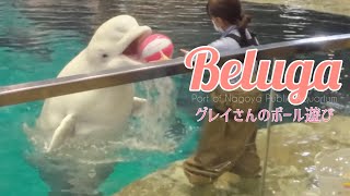 【ベルーガ】グレイ夫人のボール遊び　#名古屋港水族館