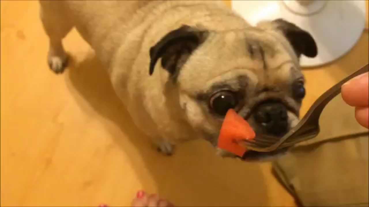 Pug Eats Watermelon Youtube