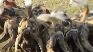 ハイエナ捕食　hyena prey