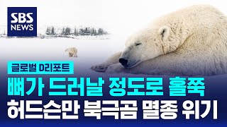 지구 온난화로 허드슨만 북극곰 멸종 위기 / SBS / #D리포트