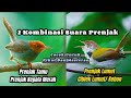 Kombinasi 2 Suara Pikat ( Prenjak Kepala Merah Dan Ciblek Lumut )