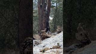 Oh 😬 are they real| kalpa valley #traveldiaries #kalpa #himachal