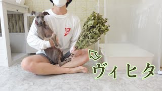 ウ○チしたてのトイレも臭くない⁉︎愛犬の部屋をヴィヒタで良い香りにしてみた。【イタグレ】