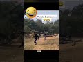 😹😭F+ #subscribe #viral #funny #youtubeshorts #shortsvideo #funnyshorts #laugh #shortsviral #animals