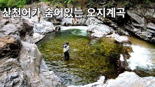 산천어를 찾아 급류와 암벽을 넘어 깊은 산속 오지계곡으로 떠나는 계류낚시!(4K UHD)