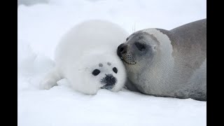 Seals Simple Wikipedia Amazing Animal Facts in English