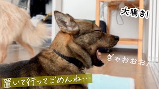 犬のお留守番ウォッチングしてみたら…びっくりするほど大鳴きしていました…