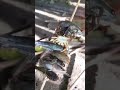 bakar ikan di tepi sungai sangat mantaf 👍#shortvideo #viral #shortsfeed