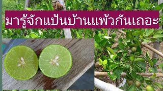 แป้นบ้านแพ้วมะนาวเกรดเอ