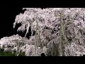 三春滝桜 ライトアップ 2024 4 11 夜撮影 4k hdr iphone