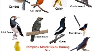 Kompilasi Masteran Kicau Burung dan Suara Kricikan Air Durasi Panjang