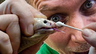 DEADLY WHITE COBRA NEEDS MEDICAL HELP!!! | BRIAN BARCZYK