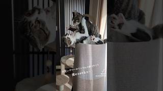 あお＆なつ生後5ヶ月 1人でてっぺんに座りたい子猫  #子猫 #子猫きょうだい #cat #猫のいる暮らし #子猫の喧嘩