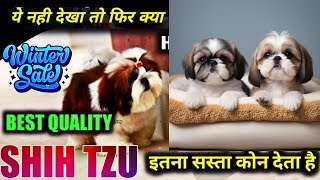 Shih Tzu Dog Price in India 2024 🐾 | Cost \u0026 Monthly Expenses Explained! | dogsbreedofficial