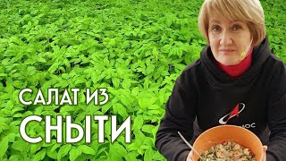 Салат из маринованной сныти