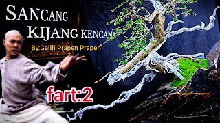 BELAJAR MEMBUAT BONSAI SANCANG TANUKI FART- 2@master624#belajarbonsai #bonsaisancang #bonsaitanuki