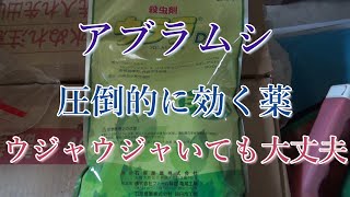 アブラムシに圧倒的に効く農薬の紹介