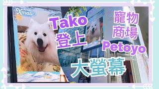 Petoyo🛍🎁｜全港最大寵物主題商場Petoyo🛒｜Tako登上商場大螢幕📺｜PetOnTv寵物大放送🔹Big Dog Channel🔹西摩犬Tako