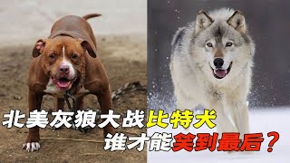 北美灰狼大战比特犬，谁才能笑到最后？