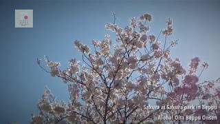 別府のさくら公園の桜を見ながら歩く [Aloha!おおいた別府温泉!]