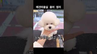 애견미용 처음 맡길 때 알고가면 좋은 세가지      #배냇미용 #강아지첫미용 #애견미용실 #안양애견미용