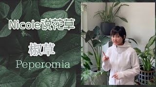 Nicole说花草—椒草 Peperomia