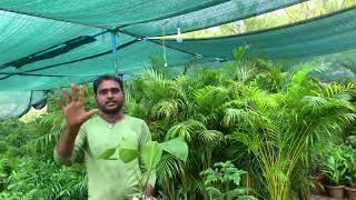 135/Ajmera nursery Pushkar tour / Rare plant shopping in Biggest nursery in Pushkar #rareplants