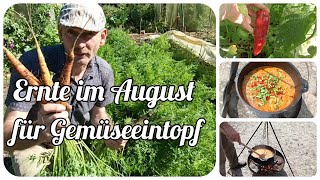 Ernte im August für Gemüseeintopf mit vielen Gartentipps