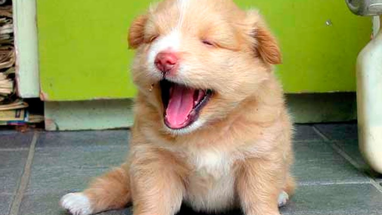 Funny Cute Puppies 63 Youtube