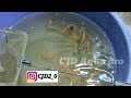 cjdaquapro கொளத்தூர் ஞாயிறு மீன் சந்தை kolathurfish kolathurfishmarket kolathurquarium