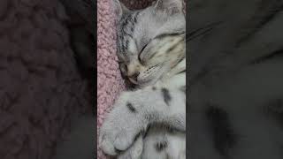 【寝顔が可愛いすぎる子猫なこ】アメリカンショートヘアー　#shorts