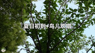 夏日树林，鸟儿欢快歌唱，一天好心情，晨练，瑜伽，大自然的声音