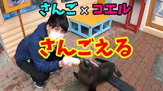 さんごえる【カリフォルニアアシカ】