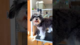 サッパリでも暖か！Mシュナウザー・ソイ君1歳11ヶ月 #miniatureschnauzer #dog #grooming #ミニチュアシュナウザー #犬 #トリミング #佐野市