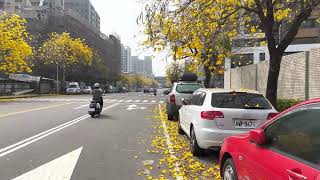 [4K60P] Taishun Road of Beitun zone roam, Taiwan golden trumpet-tree boulevard (太順路的黃花風鈴木大道)