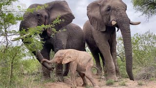 Tokwe, Fishan \u0026 Bubi of the Jabulani elephant herd see Adine again after a few days of absence!