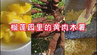 煮木薯糖水蒸木薯糕给我吃 / #榴莲园里的乡村小食 / #马来西亚古早味  /#黄肉木薯 / #瑶伦新村 / 江沙 / 霹雳州 / 儿时的广西味道 / Kuala Kangsar / #江沙瑶伦