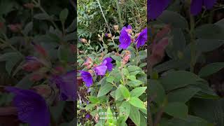 【HD動画】2024年10月31日  秋の花が咲いています。 #flowers #garden #癒し#自然 #naturelovers #薔薇は美しく散る #ばらの花 #rosegarden