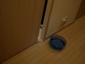 今度は引き戸を開けるネコ= cat that pulls a sliding door open =