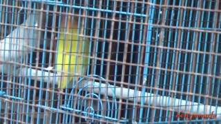 Lovebird Jodohan Baru Belajar Kawin Albino MH X Lutino MM