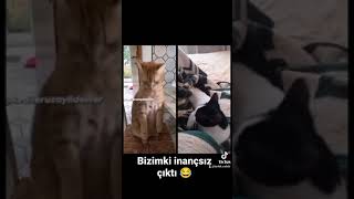 Kediler bu sesi duyunca antik mısırda kendilerine tapıldığını hatırlıyorlarmış.