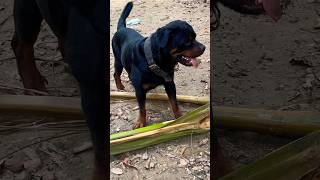 Bubzee - The Destroyer Rottweiler. #shorts #rottweiler  #namitaology