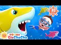 🦈 Mười chú cá mập đáng yêu 🐋 LiaChaCha và gia đình cá mập |  LiaChaCha - Ca Nhạc Thiếu Nhi Việt Nam