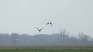 Great Bustard - Flying in the rain (slow motion)