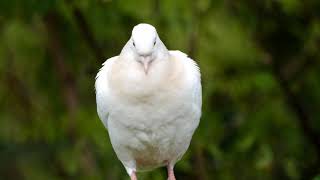 Dove bird Dove of peace Animal
