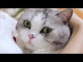 第一视角！猫头装相机拍一天，看完我不做人辣！｜花花与三猫 cat live