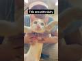 this one with nicky #catvideos #shorts #playto